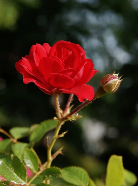 Rosa Roja Arbusto Jardín Primer Plano Escénico — Foto de Stock