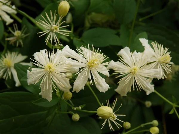 Pequeñas Flores Blancas Clematis Mandschurica Planta Trepadora Verano — Foto de Stock