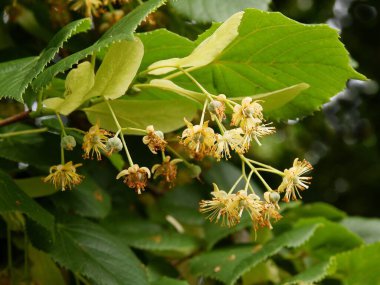 Sarı çiçekli ve yeşil yapraklı ıhlamur ağacı...
