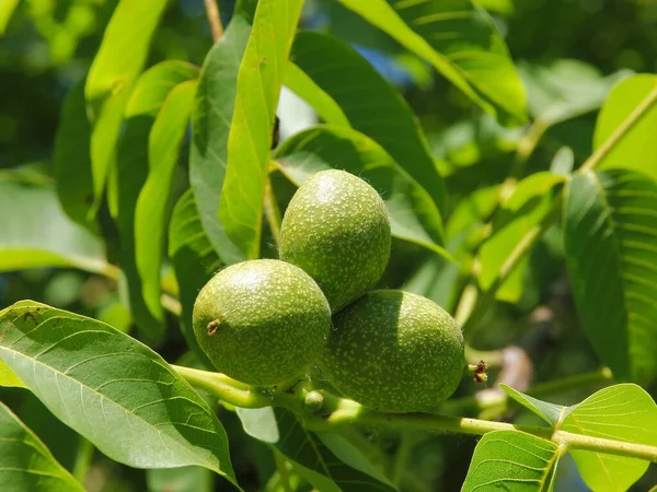 在夏天种植核桃树的绿果 — 图库照片