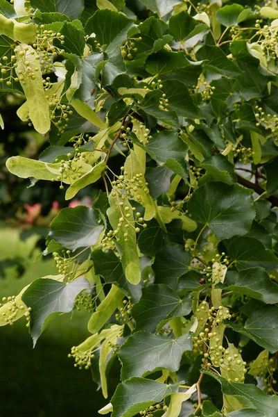 Tilleul Fleurs Jaunes Feuillage Vert Gros Plan — Photo