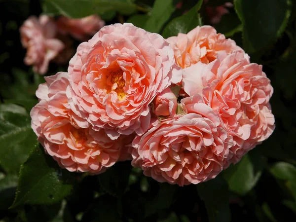 Jolie Rose Fleurissant Dans Jardin Gros Plan — Photo