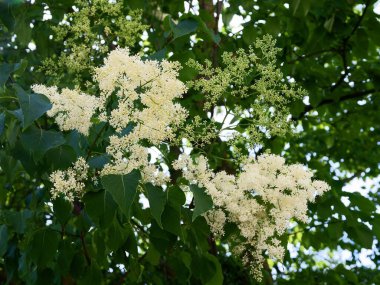 Şırınganın beyaz çiçekleri Josikea parkta