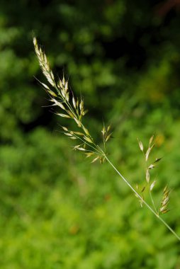 Çimenler yazın çayırda çiçek açıyor.