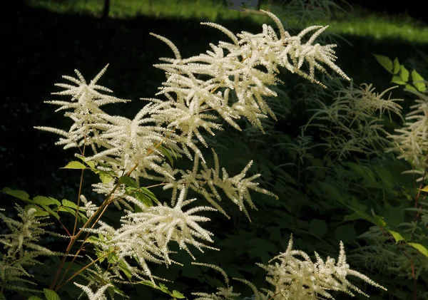 Flores Blancas Planta Aruncus Dioicus Cerca —  Fotos de Stock