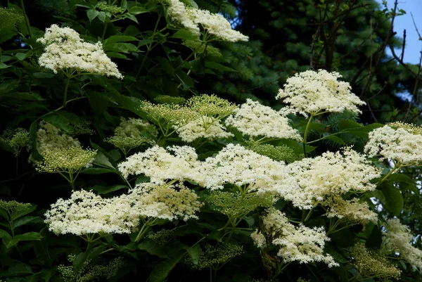 Holunder Sambucus Nigra Mit Weißen Duftenden Blüten Aus Nächster Nähe — Stockfoto