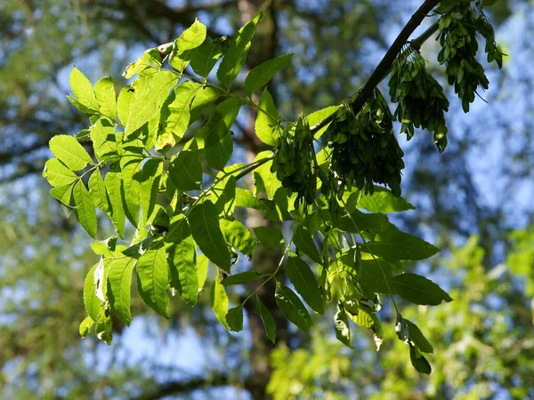 ash tree with green leaves at spring scenic