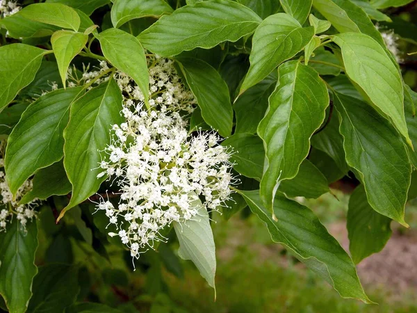 Białe Kwiaty Krzewu Cornus Sericea Wiosną — Zdjęcie stockowe