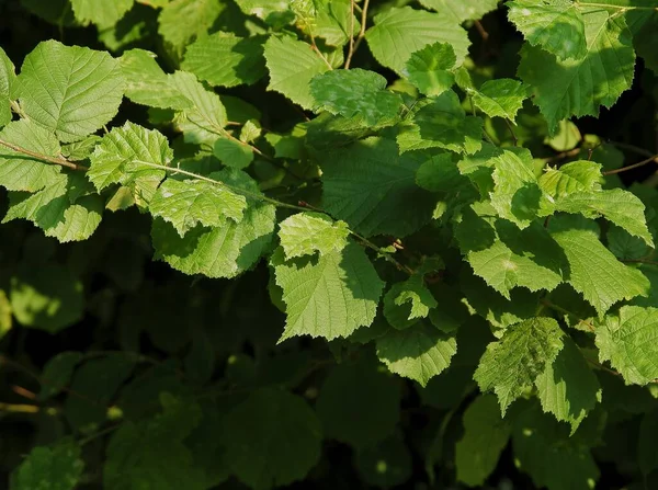 Green Leaves Hazel Bush Close — Stock Photo, Image