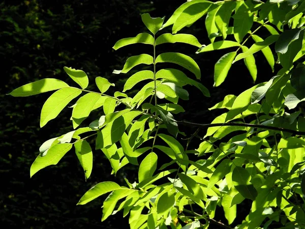 Green Leaves Walnut Tree Spring — Stock Photo, Image