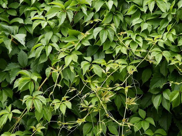 Альпинистское Растение Parthenocissus Quinquefolia Зеленой Листвой — стоковое фото