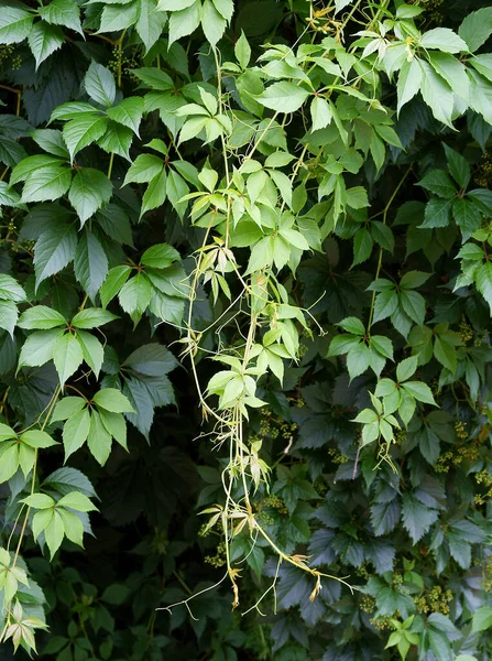 Klätterväxt Parthenocissus Quinquefolia Med Grönt Bladverk — Stockfoto