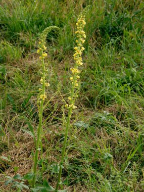 Şalgam otu - Çayırda sarı çiçekli Brassica rapa