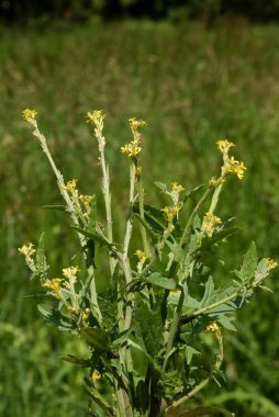 yabani bitki çiti hardal-Sisymbrium memurları sarı çiçekli