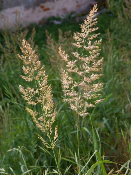 Graspflanze Blüht Sommer Auf Der Wiese — Stockfoto