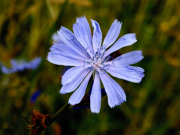 Pretty Blue Flower Wild Plant Chicory Cichorium Intybus — Stock Photo, Image