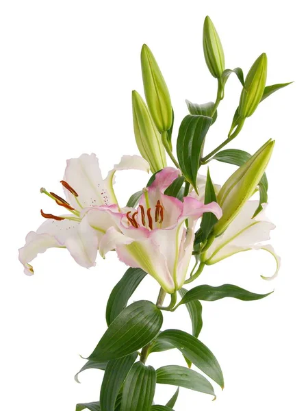 Creame White Pink Lilies Close — Stock Photo, Image