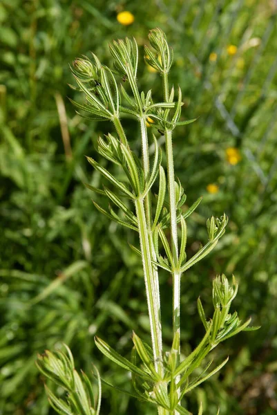 Plante Sauvage Galium Aparine Comme Mauvaise Herbe Sur Prairie — Photo