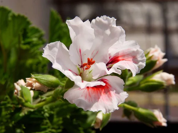 Diverses Jolies Fleurs Multicolores Plantes Pot Géranium — Photo