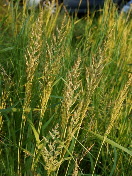 Gras Plant Bloeien Zomer Weide — Stockfoto