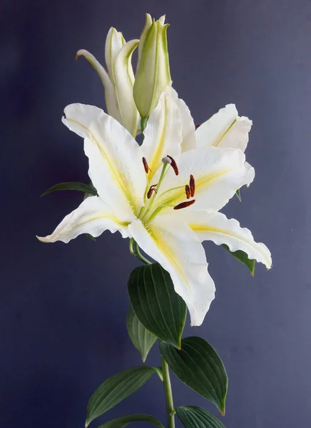 Creame White Pink Lilies Close — Stock Photo, Image