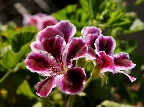 Verschiedene Bunte Hübsche Blüten Der Geranien Topfpflanze — Stockfoto