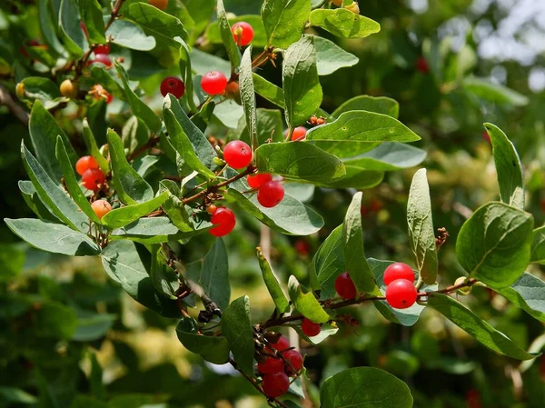 Vermelho Pequenas Bagas Arbusto Lonicera Xylosteum Verão — Fotografia de Stock