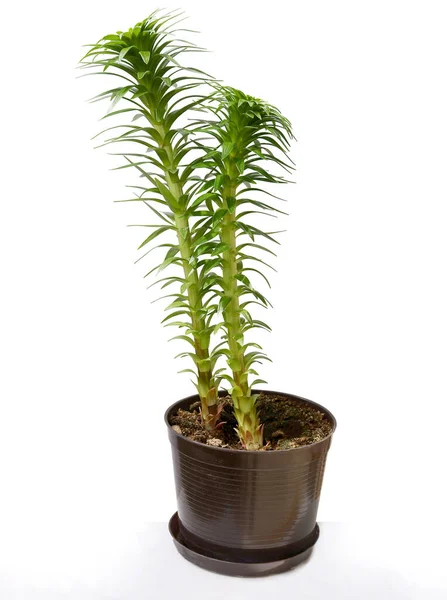 Lily Plant Growing Pot Spring Isolated — Stock Photo, Image