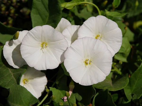 Roze Bloemen Van Wilde Plant Bindweed Convolvulus Arvensis — Stockfoto