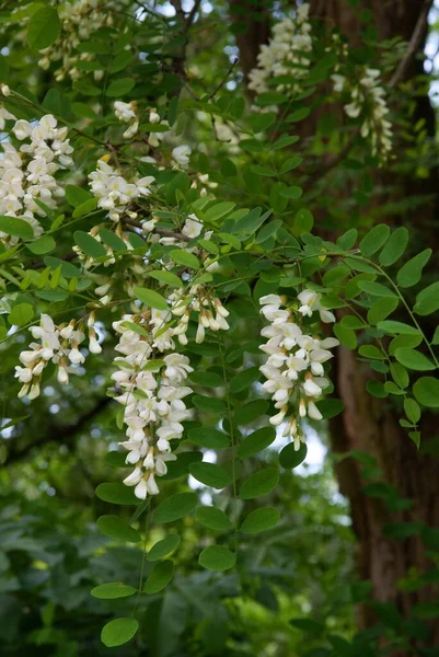 Akaasiapuu Valkoisilla Kukilla Kesällä — kuvapankkivalokuva