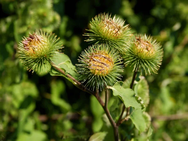 Yabani Bitki Arctium Eksi Tomurcukları Dikenleri Ile — Stok fotoğraf