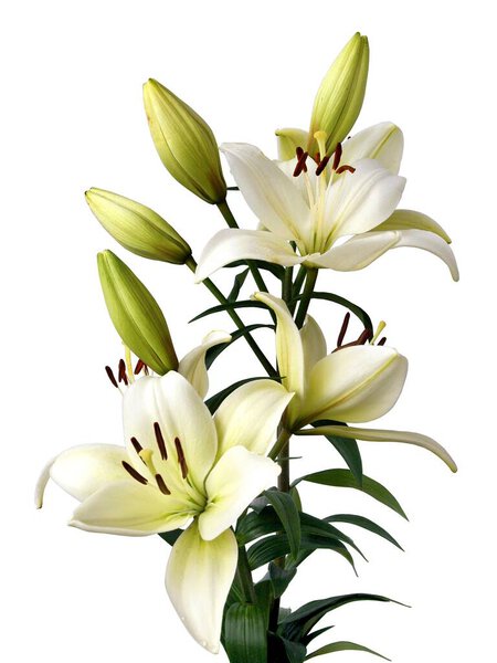 кремово-желтый цветок лилии с коричневой пыльцой вблизи