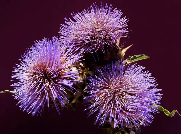 Purple Flowers Artichoke Plant Close — Stock Photo, Image