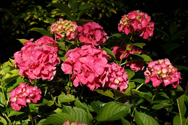 Bonitas Flores Moradas Arbusto Hortensias Parque —  Fotos de Stock