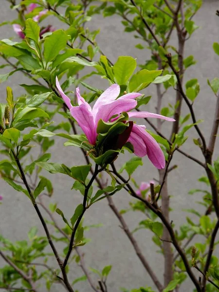 Pink Flower Magnolia Tree Spring — Stock Photo, Image