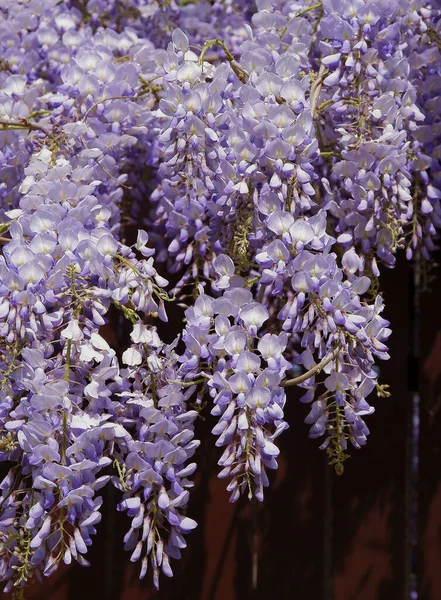 在春天 紫丁香花 攀援植物 — 图库照片