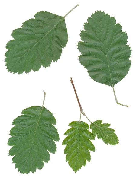 Arrangement Green Leaves Sorbus Intermedia Isolated — Stock Photo, Image