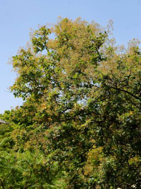 parktaki yüksek ağaç Cotinus coggygria-Anacardiaceae ailesi
