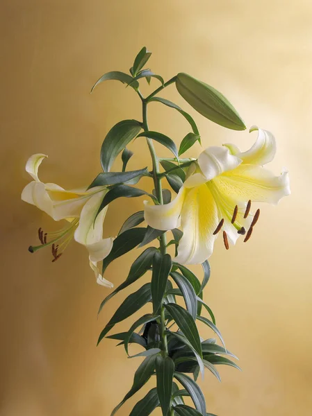 Κρέμα Λευκό Και Κίτρινο Λουλούδι Του Κρίνου Καφέ Γύρη Από — Φωτογραφία Αρχείου
