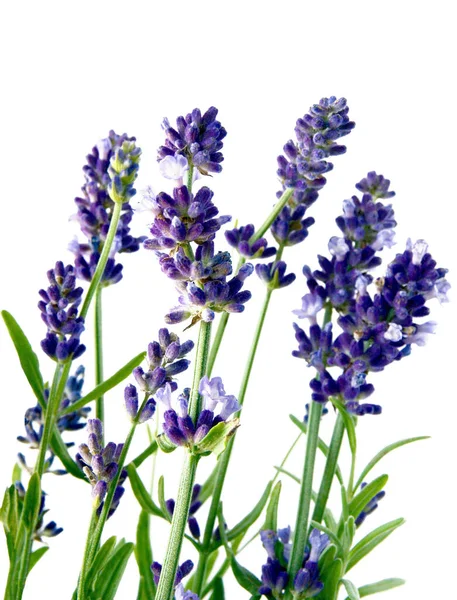 Lila Flowers Lavender Herb Close — Stock Photo, Image