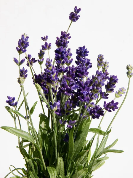 Fiori Lilla Erba Lavanda Vicino — Foto Stock