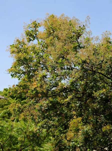 Albero Alto Cotinus Coggygria Anacardiaceae Famiglia Parrk — Foto Stock