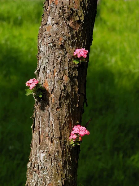 Kleine Rosa Blüten Von Crataegus Laevigata Auf Baumstamm — Stockfoto