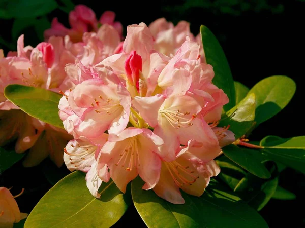 Rosa Blüten Des Rhododendronstrauches Frühling Aus Nächster Nähe — Stockfoto