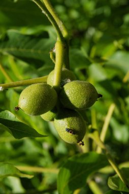 yeşil ceviz ve böcek Saperda populnea