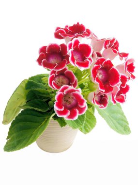 Sinningia Specosa 'nın kırmızı çiçekleri - gloxynia saksı bitkisi