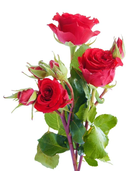 Posy Belle Rose Rosse Vicino — Foto Stock