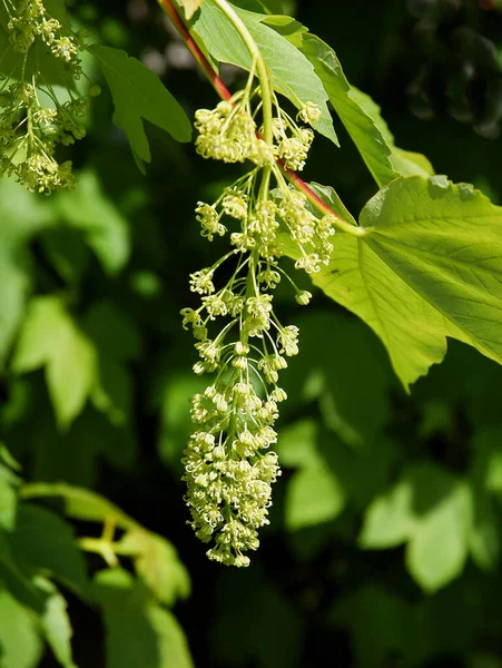 Galho Árvore Bordo Sycamore Com Flores Primavera — Fotografia de Stock