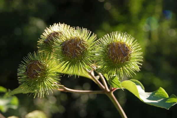 Arctium Menos Planta Selvagem Antes Florescer Perto — Fotografia de Stock