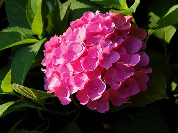 Jolies Fleurs Roses Hortensia Dans Jardin — Photo